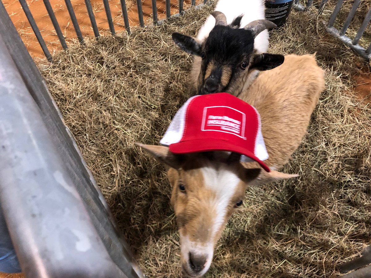 TTU Collegiate FFA tweet media