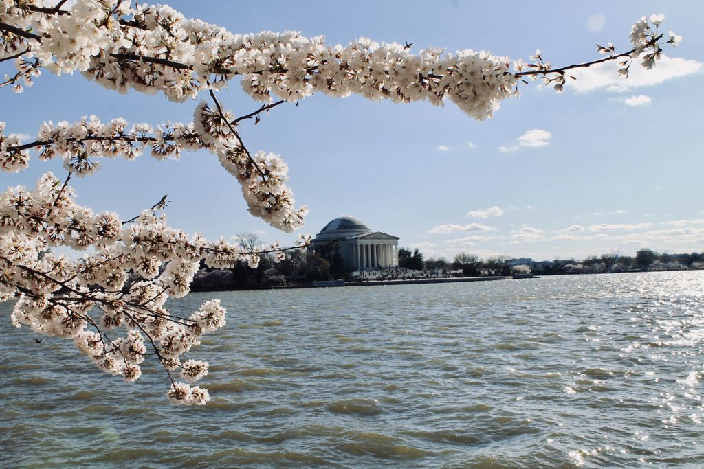 GWCherryTree's tweet image. Celebrate your last cherry blossoms season by signing up for your Senior Portrait Sitting! Visit go.gwu.edu/yearbook to sign up and receive a FREE 2019 Yearbook!