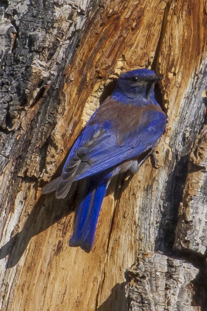 RockyNPS's tweet photo. Spring migration has started, and Mountain Bluebirds, Red-winged Blackbirds, &amp; Northern Flickers (red-shafted) are back. Western Bluebirds should show up soon. Even Broad-tailed Hummingbirds come back late-April! What have you seen? #Birds #Birding #RangerTips #RMNP ks https://t.co/ldecW5ONY0