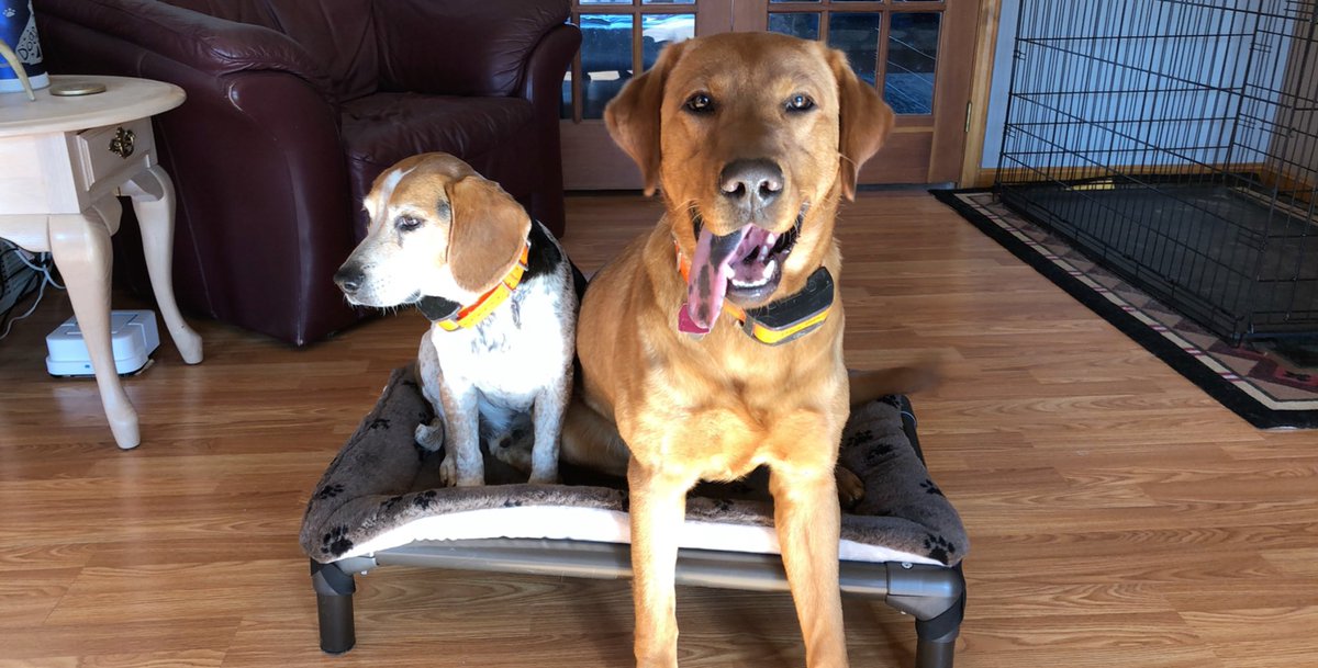 MrsCraciun's tweet photo. Bought Rusty a new dog bed but his younger brother thinks it's for him! Younger siblings always steal the spotlight #poorRusty #siblingprobs #lifewithBlue https://t.co/FzmaD8C1hr