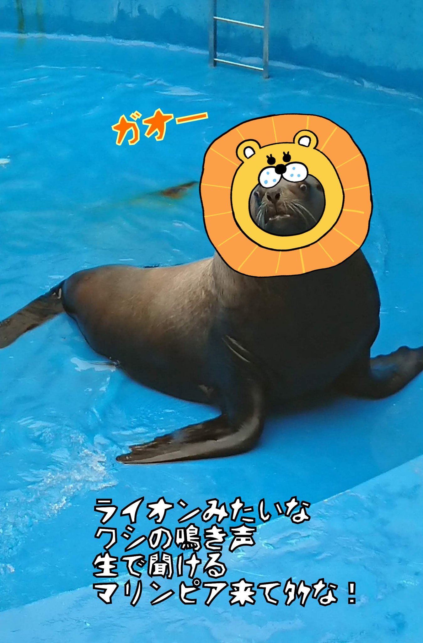 ほごご しば漬け博士 今日は 語呂から 獅 4 子 4 の日 なんだそうです 獅子とはライオンの事ですね 水族館の 獅子 と言えば 英語名 Sea Lions と呼ばれるトドです 本当に鳴き声がライオンみたいなのですよ ちなみに 漢字だと 胡獱 海馬 魹 と書きます