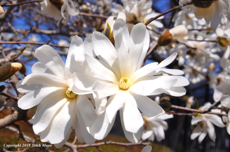 TrishMayo's tweet photo. Spring has arrived at the #conservatorygardens in #centralpark #magnolias in bloom #NYCParks https://t.co/mkq75OOoZA