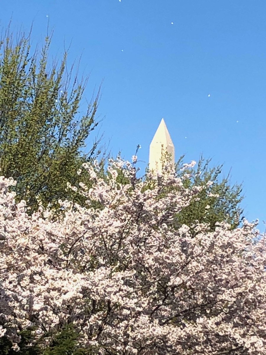 pirateskigirl's tweet photo. A beautiful but windy day to see #cherryblossom at peak bloom @JaniceDean @capitalweather along the Tidal Basin #TooManyTourists https://t.co/FPBRDmL8iA