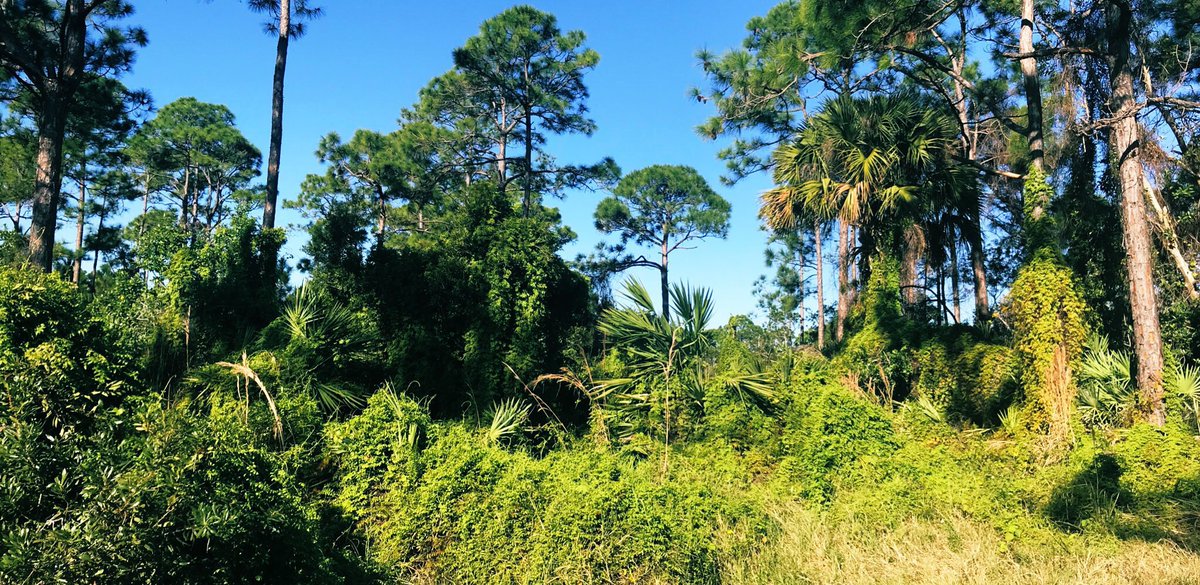 Treasure Coast-CISMA tweet media