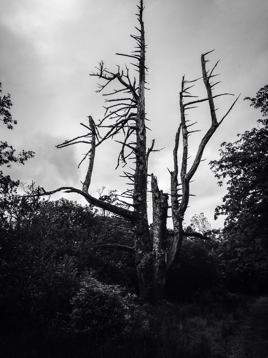 Struck by lightning but still standing proud #tree #ilovetrees #blackandwhite #mull #struckbylightning #scotland #Scottish isles