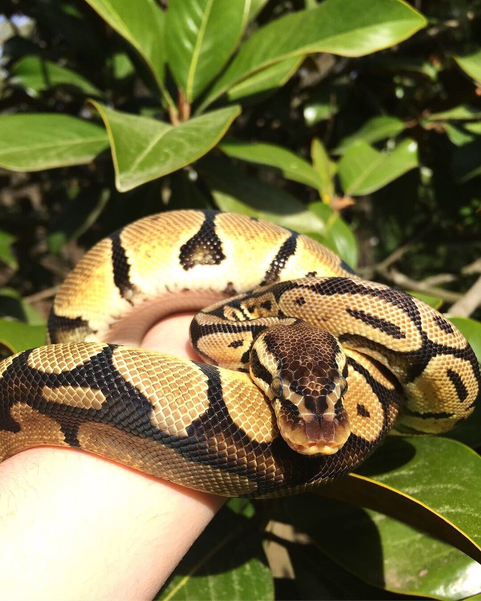 Just some beautiful reptiles on this #sunnyday