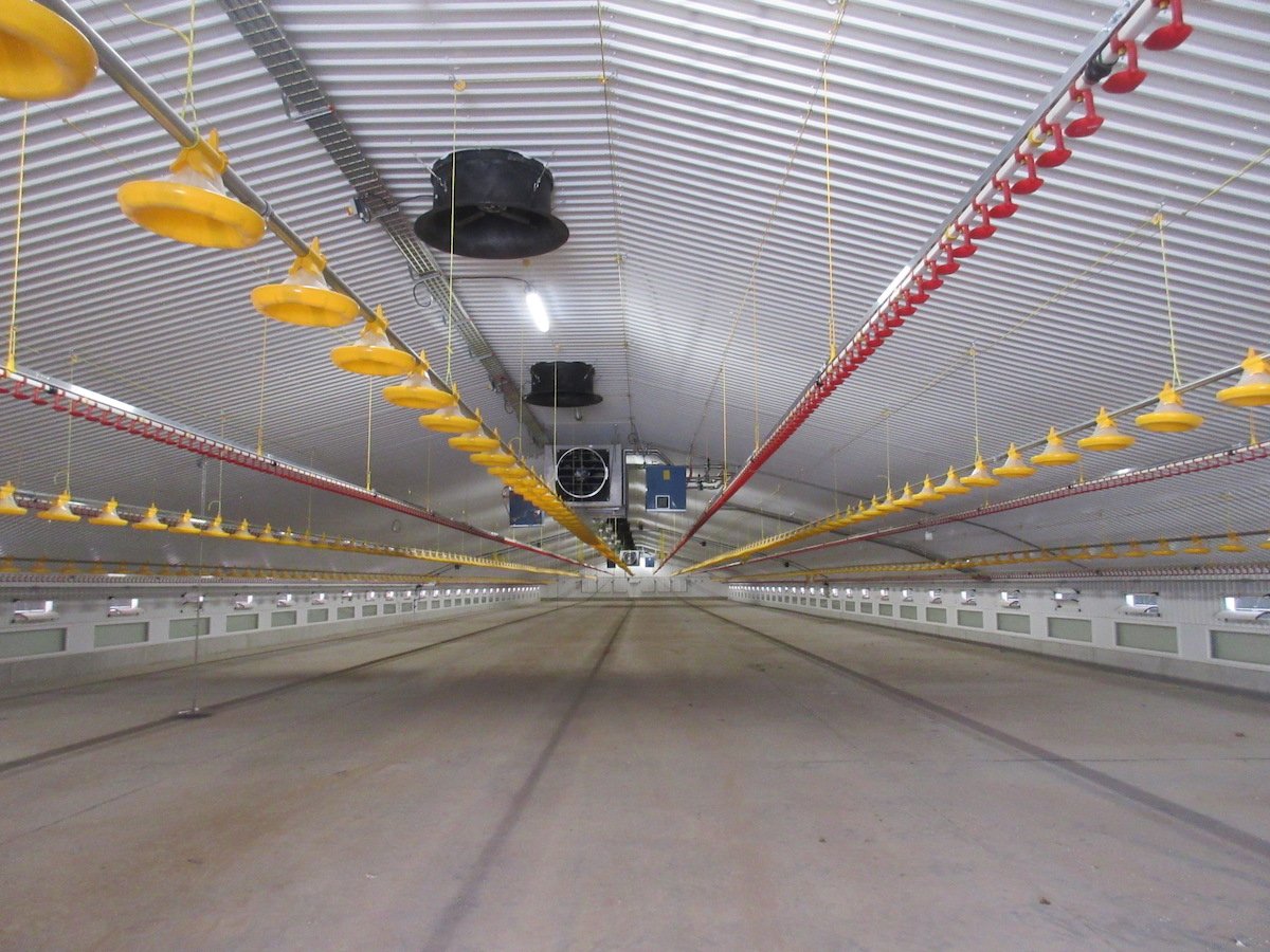 Two new broiler houses completed in Herefordshire. Buildings by @JaquesInt , groundworks by <a href="/ConnopConcrete/">Connop & Son</a> , equipment by @draperVENT <a href="/longpauldraper/">Paul Draper</a> , <a href="/bavenhillenviro/">Bavenhill Enviro</a> , AMS, <a href="/lubinguk/">Lubing UK & Ireland</a> , Wellfed <a href="/Roxell_Belgium/">Roxell</a> , 2D Electrical and CE Mechanical Services. Producing for Avara.
