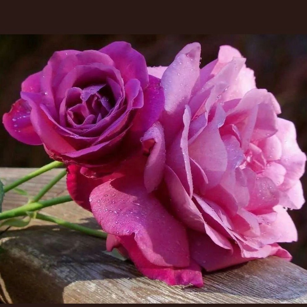 اهلاً وسهلاً بكم في افتتاح مهرجان الورد الطائفي 15 في حديقة الردف غداً 

ننتظر زيارتكم لنا 😘🌹