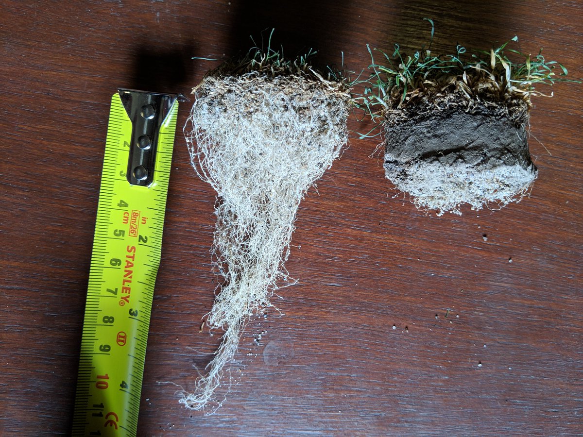 travisolson86's tweet image. The difference between poa annua and creeping bentgrass roots. Both samples taken inside March 1st. Placed in sand and watered for a few weeks. After they both responded with shoot growth, I left them to dry out. This is the result below the surface. #turfnerd 🤓