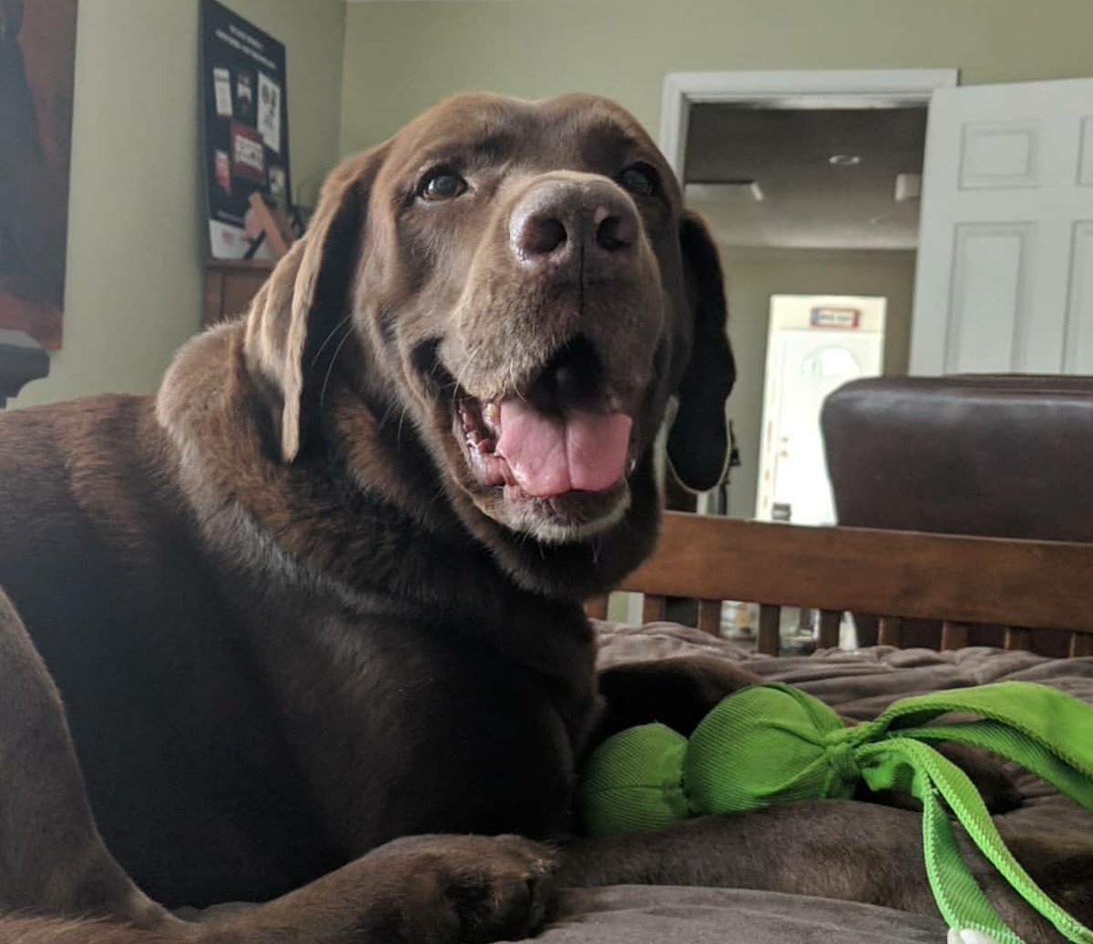 TalkiAndFotina's tweet photo. What's up Tweeps. Fotina is still in heat 🙈 and staying at Southern Pine Kennels with her #ESPNShopDog sister #Dutchess. Meanwhile me and #wingman are sinused up 😷. You all doing ok? Talki Loves You ☮️ #RT the 👼🏾 https://t.co/SC5ulHXzy5