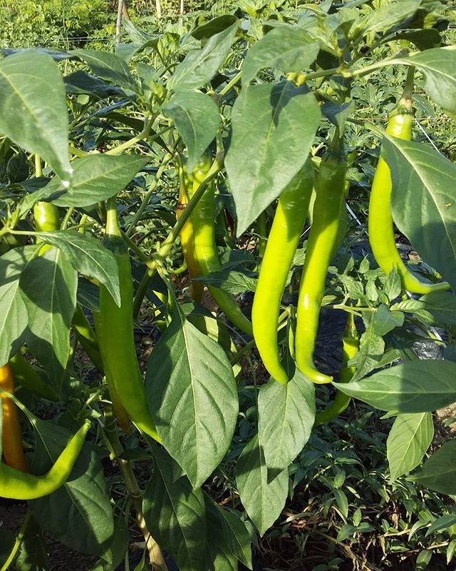 AtiRtc13's tweet photo. Shout out to #vegetarianrecipes #vegetarian #veganfood ...Avail this @Ragas Farm @Cabadbaran City @aticaraga #isharknowledge #aticaraga #atiinspire #atifotos #atiinteractive https://t.co/tUSDDTUvne https://t.co/7f4T0gd1bm