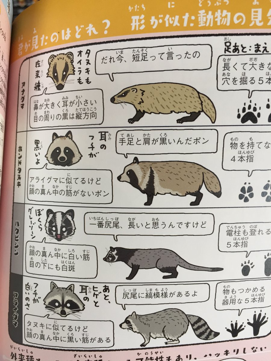 ウラケン ボルボックス なんてこった ざんねんなオリンピック物語 好評発売中 Ar Twitter 今のうちにタヌキとアライグマ の顔の違いをば アライグマ 眉間から鼻にかけて黒い筋があり ヒゲが白い タヌキ 眉間に筋がなく ヒゲが黒い アライグマは尻尾に縞 ウラケン ボルボックス なんてこった ざんねんなオリンピック物語 好評発売中 Ar Twitter 今のうちにタヌキとアライグマ の顔の違いをば アライグマ 眉間から鼻にかけて黒い筋があり ヒゲが白い タヌキ 眉間に筋がなく ヒゲが黒い アライグマは尻尾に縞