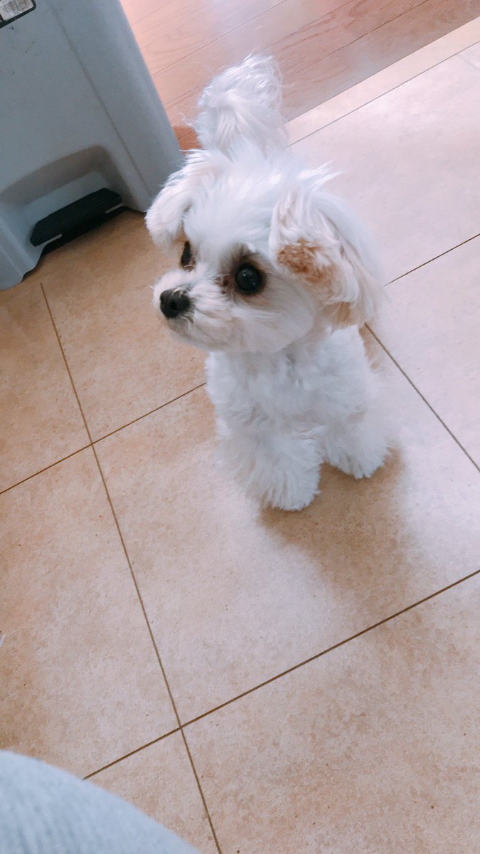 龍太 Ryota Sur Twitter Cookie Dogstagram Cute マルプー マルチーズ トイプードル ティーカッププードル 愛犬 クッキー 癒し 画像 我が家のアイドル 龍太 Ryota Sur Twitter Cookie Dogstagram Cute マルプー マルチーズ トイプードル ティーカッププードル 愛犬 クッキー 癒し 画像 我が家のアイドル