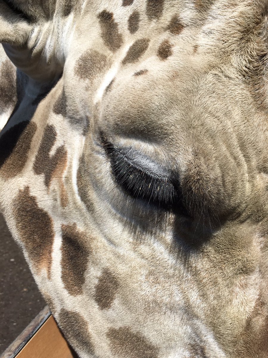 ট ইট র おびひろ動物園 公式 キリンの特徴その1 直射日光を遮るための 長 いまつ毛 おびひろ動物園 キリン