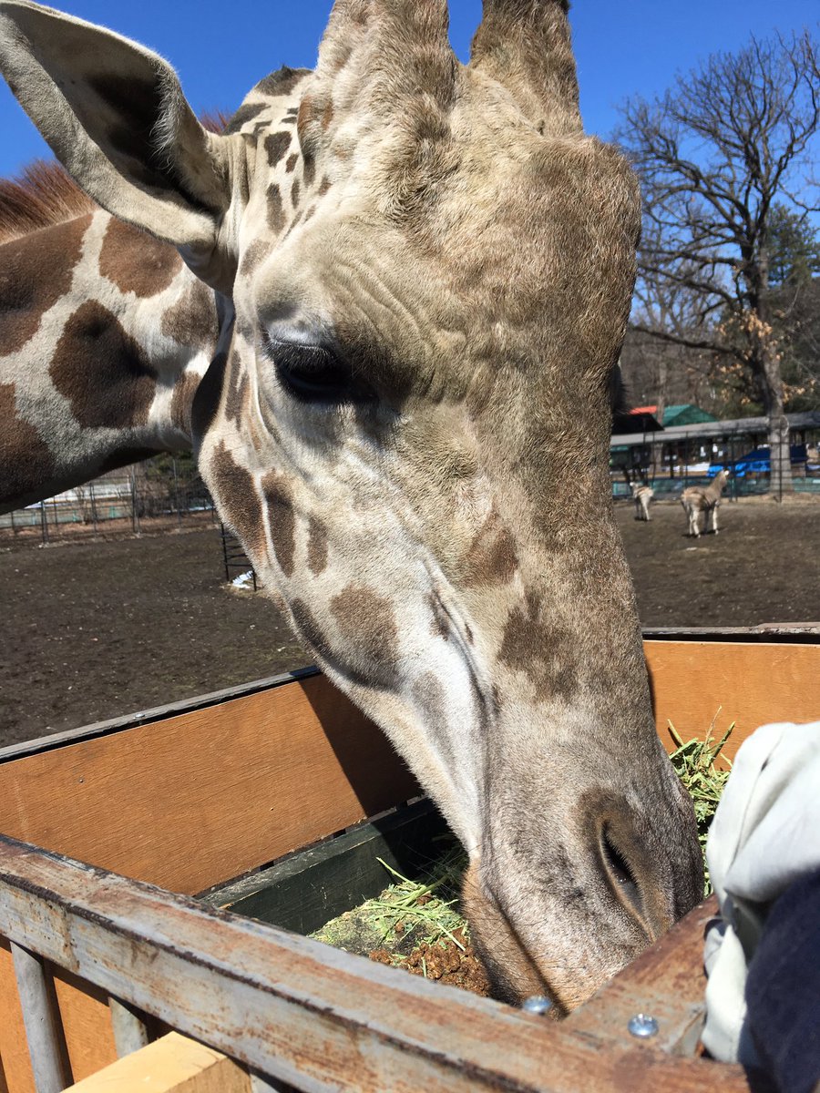 おびひろ動物園 公式 キリンの特徴その1 直射日光を遮るための 長 いまつ毛 おびひろ動物園 キリン