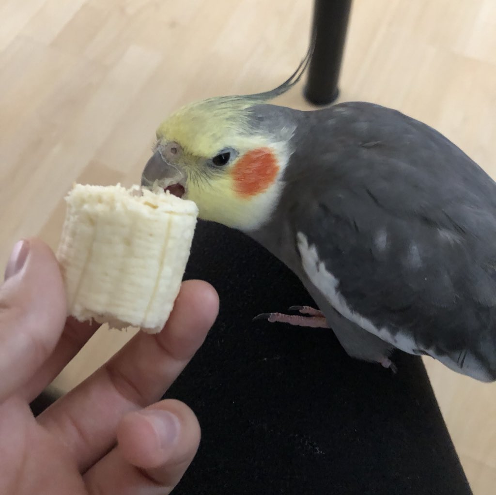 alyfrudakis's tweet photo. This is him eating a 🍌 😁 https://t.co/nZ2tNBZ86O