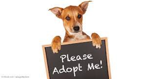 prosperpetsmart's tweet photo. Sunday April 7th from 12pm - 3 pm ARF House will be here with lots of doggies looking for a home! Come find your new best friend! https://t.co/WuAGacNWmA