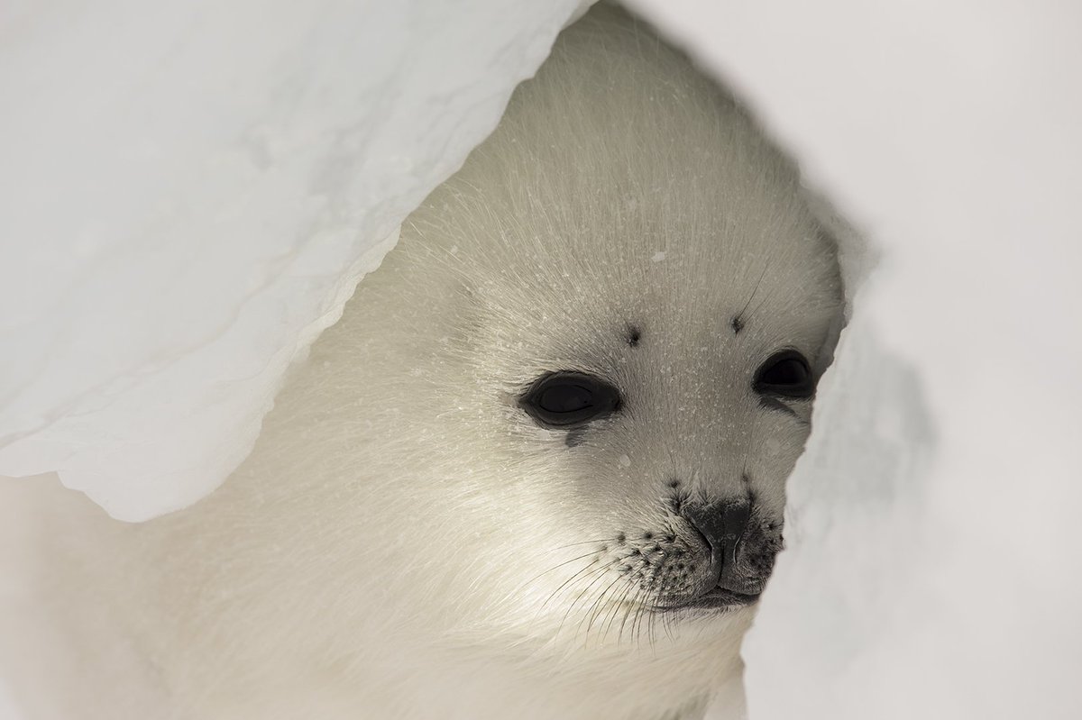 jennifer_hayes1's tweet photo. A few days old harp seal pup seeks shelter from relentless wind scouring sea ice on Gulf Of St Lawrence in March 2019. #HarpSeal2019 Continuing to document #LifeInTheIce &amp; #FaceOfClimateChange w/ @NatGeo https://t.co/5wpFMDXuc8