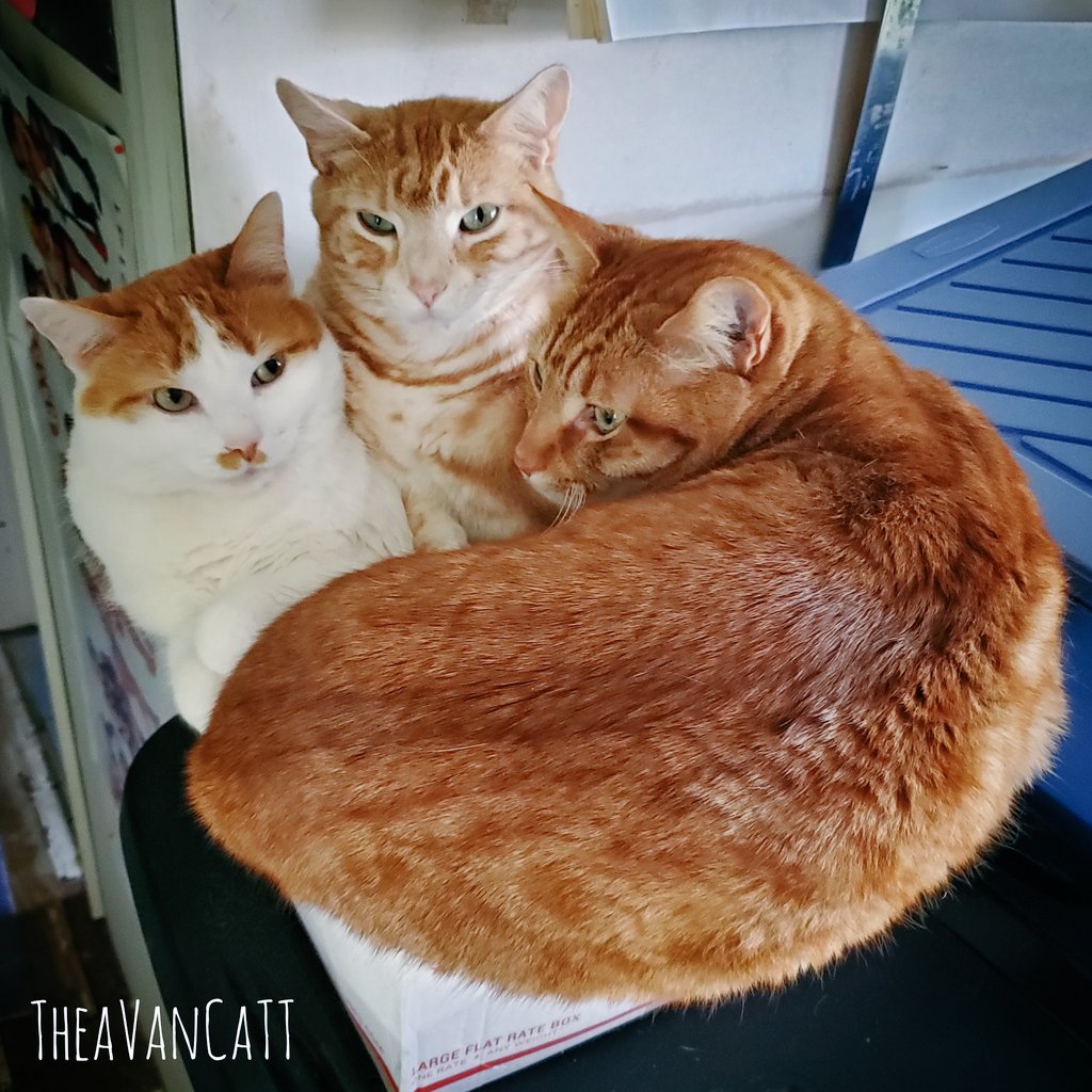 THEA_VanCat's tweet photo. So this happened... 

#CatsOfTwitter #cutecats #Caturday #boxofcats #squished #Meow https://t.co/orYg87ocEQ