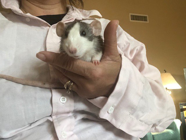 Any Game of Thrones fans around? Meet Brienne! She is a spayed, 2 year old dumbo. Super sweet, friendly, and, once she's all healed up from her spay, hoping for a home! Can she be your protector?