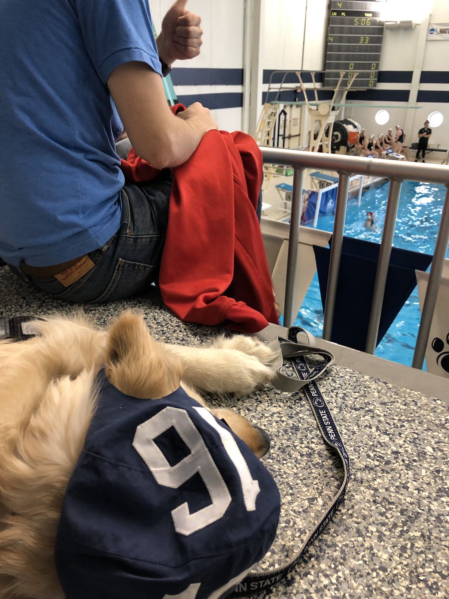 USAWP's tweet photo. THIS IS A VERY GOOD DOG 13/10

Keep your #WaterPoloWednesday going strong with this water polo loving pup that supports the @PSBWaterPolo team. Ody (@golden__odyssey) is capped up and ready to go...but also ready for a brief nap which is totally ok. 🐶

Via @marynnicole https://t.co/zG7I9KlVzp