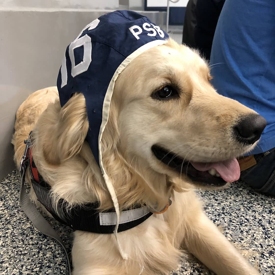 USAWP's tweet photo. THIS IS A VERY GOOD DOG 13/10

Keep your #WaterPoloWednesday going strong with this water polo loving pup that supports the @PSBWaterPolo team. Ody (@golden__odyssey) is capped up and ready to go...but also ready for a brief nap which is totally ok. 🐶

Via @marynnicole https://t.co/zG7I9KlVzp