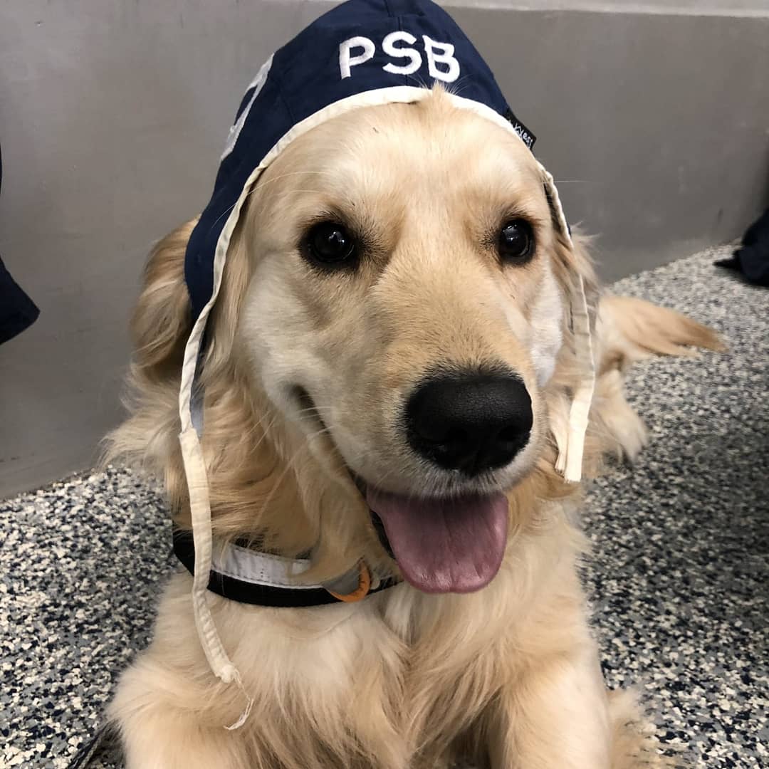 USAWP's tweet photo. THIS IS A VERY GOOD DOG 13/10

Keep your #WaterPoloWednesday going strong with this water polo loving pup that supports the @PSBWaterPolo team. Ody (@golden__odyssey) is capped up and ready to go...but also ready for a brief nap which is totally ok. 🐶

Via @marynnicole https://t.co/zG7I9KlVzp