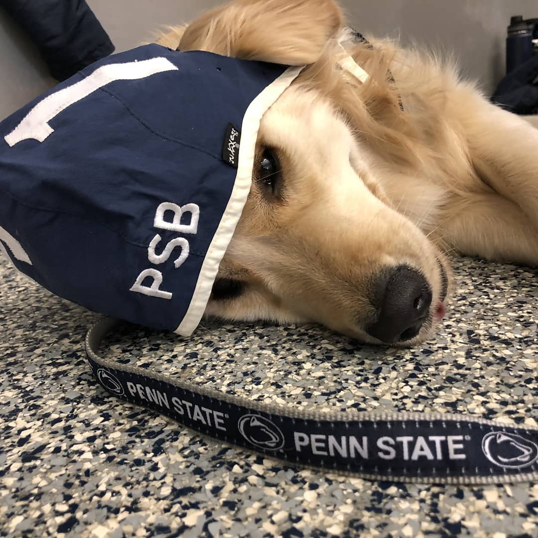 USAWP's tweet photo. THIS IS A VERY GOOD DOG 13/10

Keep your #WaterPoloWednesday going strong with this water polo loving pup that supports the @PSBWaterPolo team. Ody (@golden__odyssey) is capped up and ready to go...but also ready for a brief nap which is totally ok. 🐶

Via @marynnicole https://t.co/zG7I9KlVzp