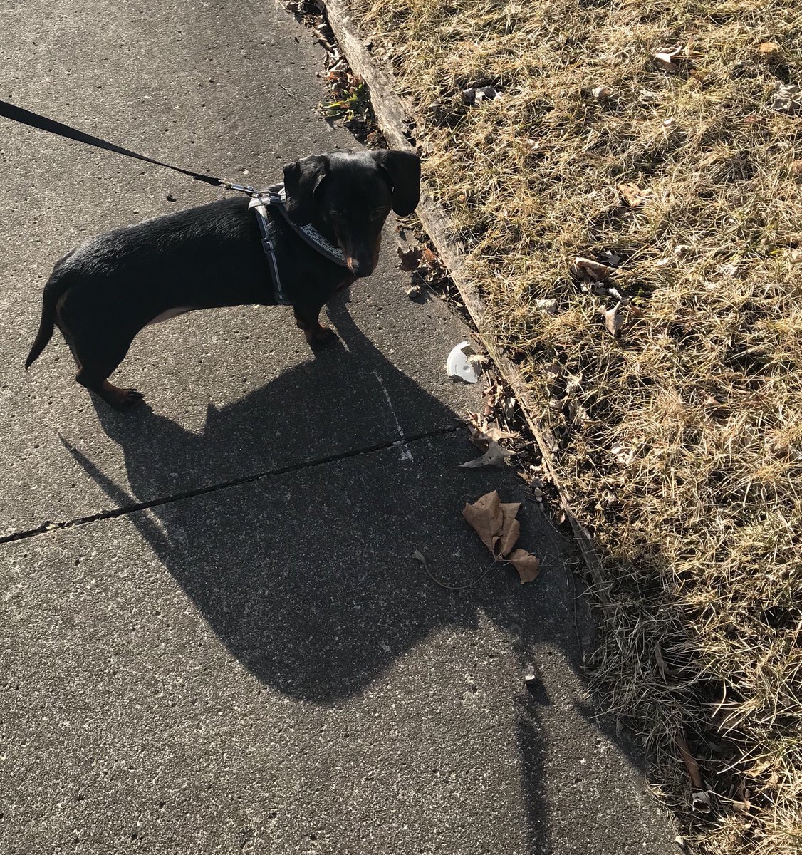 WalterTheWeiner's tweet photo. Why Hello there, do you want to be my shadow friend  #puppylove #puppy #dogsarefamily #Dachshund https://t.co/GQyoNFpoji