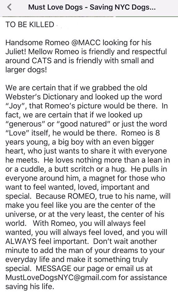 KeithOlbermann's tweet image. ROMEO NEEDS YOUR RTs. He loves dogs, cats, people; he plays joyously. So they’ll kill him TOMORROW unless a NYC-area adopter/foster appears. Or our $ pledges via @chortletown could attract a Rescue. Just getting out his story may also save him so PLEASE RT facebook.com/mldsavingnycdo…