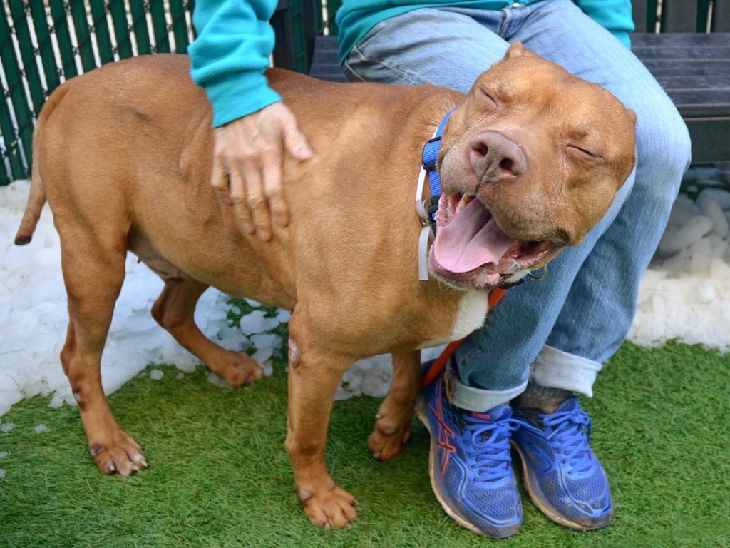 KeithOlbermann's tweet image. ROMEO NEEDS YOUR RTs. He loves dogs, cats, people; he plays joyously. So they’ll kill him TOMORROW unless a NYC-area adopter/foster appears. Or our $ pledges via @chortletown could attract a Rescue. Just getting out his story may also save him so PLEASE RT facebook.com/mldsavingnycdo…