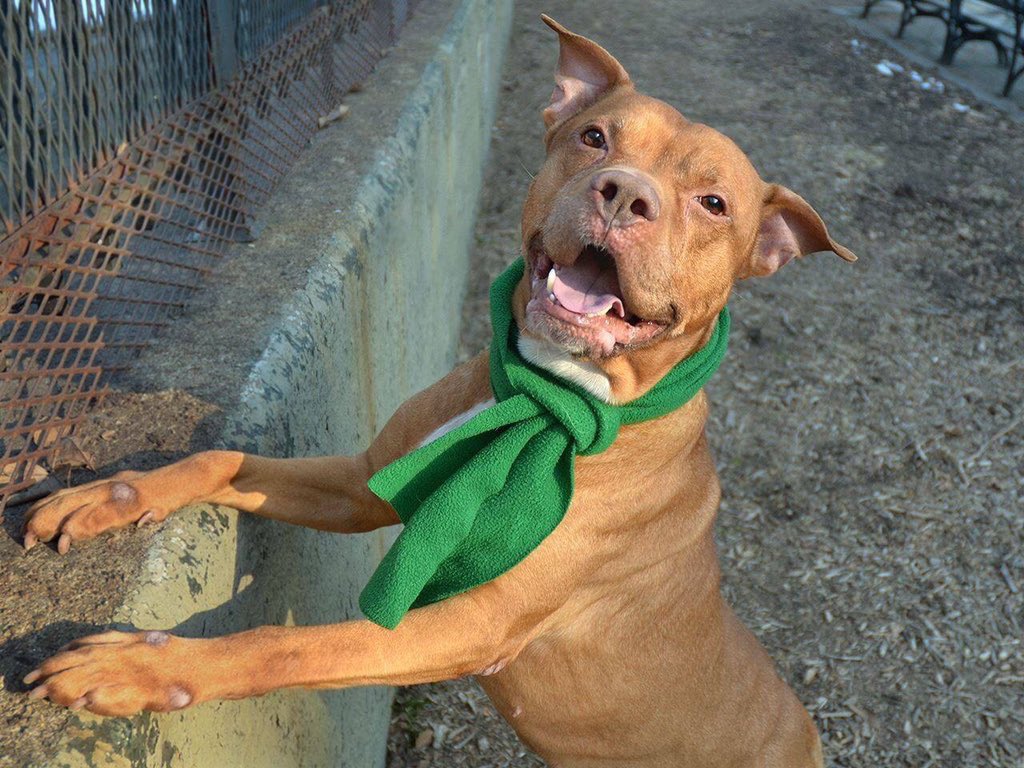 KeithOlbermann's tweet image. ROMEO NEEDS YOUR RTs. He loves dogs, cats, people; he plays joyously. So they’ll kill him TOMORROW unless a NYC-area adopter/foster appears. Or our $ pledges via @chortletown could attract a Rescue. Just getting out his story may also save him so PLEASE RT facebook.com/mldsavingnycdo…