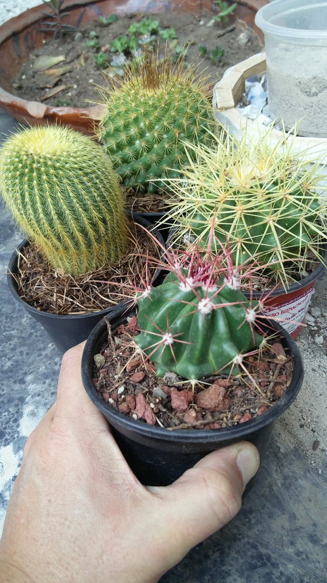 diazgiles's tweet photo. Hoy después de varios meses de espera, compré nuevas plantas, en invierno prefiero esperar pues cuando entran en estado de reposo son más propensas a enfermedades https://t.co/0154ySyNAE