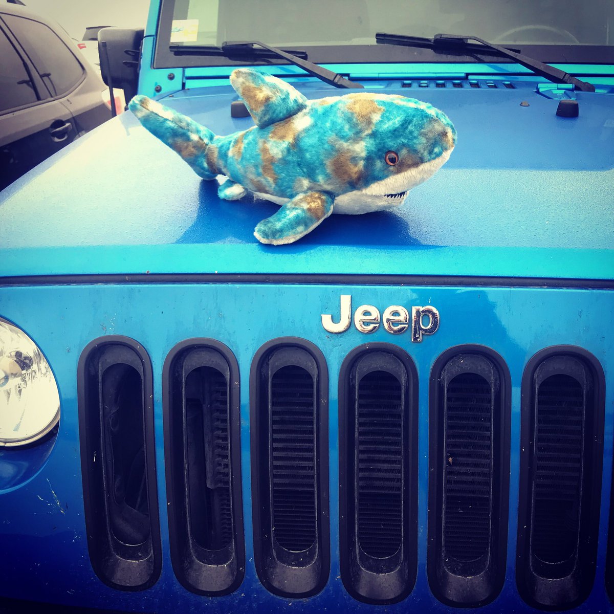 Megagon3's tweet photo. Jeep 🚙 !

#jeep
#jeepero
#shark
#tiburon
#sharks
#tiburones
#megagon
#peluso

@jeep 
@wranglersonly https://t.co/mezfAYbRr9