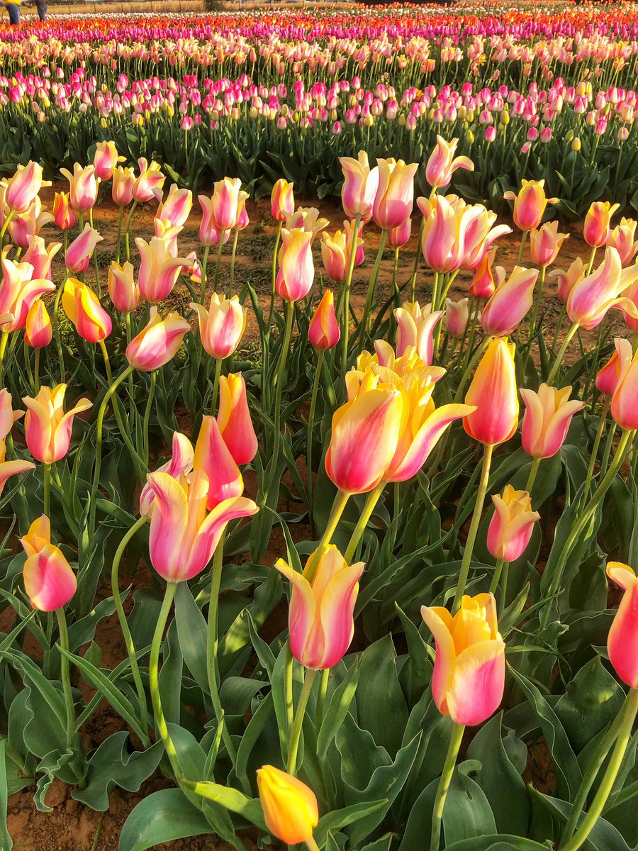 Spring time in Texas! This tulip field is beautiful. Someday I’ll go to the Netherlands and see those tulip fields! #wanderlust #texastulips