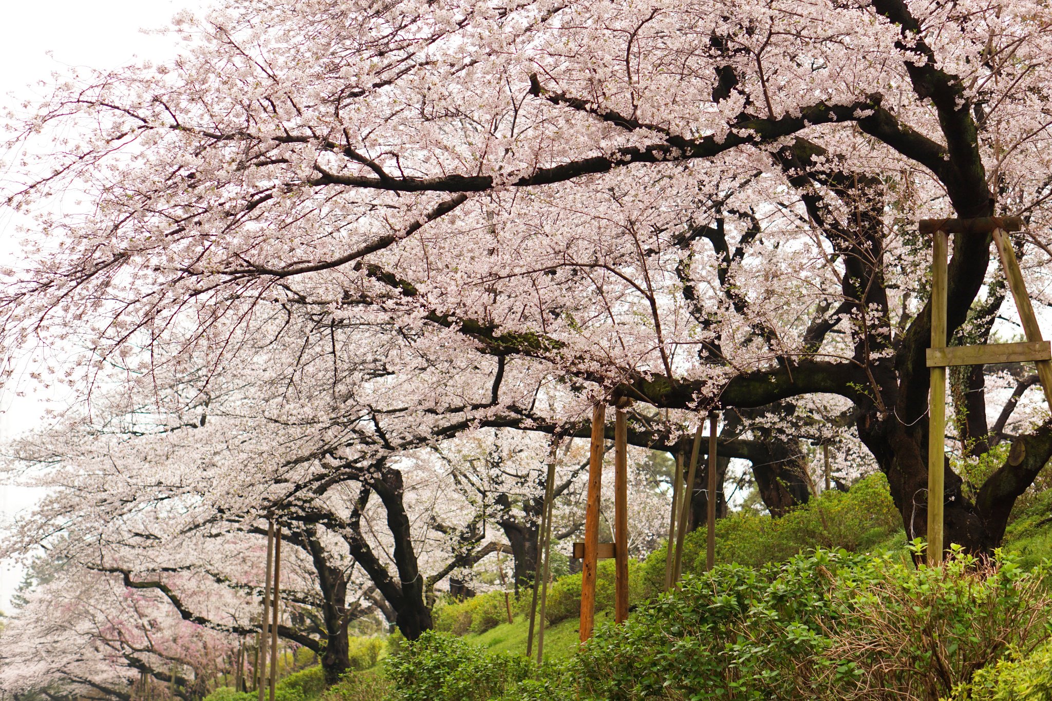 Inose 四谷 真田濠の桜 Cherry Blossoms At Yotsuya Tokyo 真田濠 四谷 外濠 四ツ谷 真田堀 外堀土手 Yotsuya 麹町 上智大学 上智大 上智 Sophiauniversity Sophiauniv 桜 Cherryblossom Cherryblossoms さくら サクラ Sakura