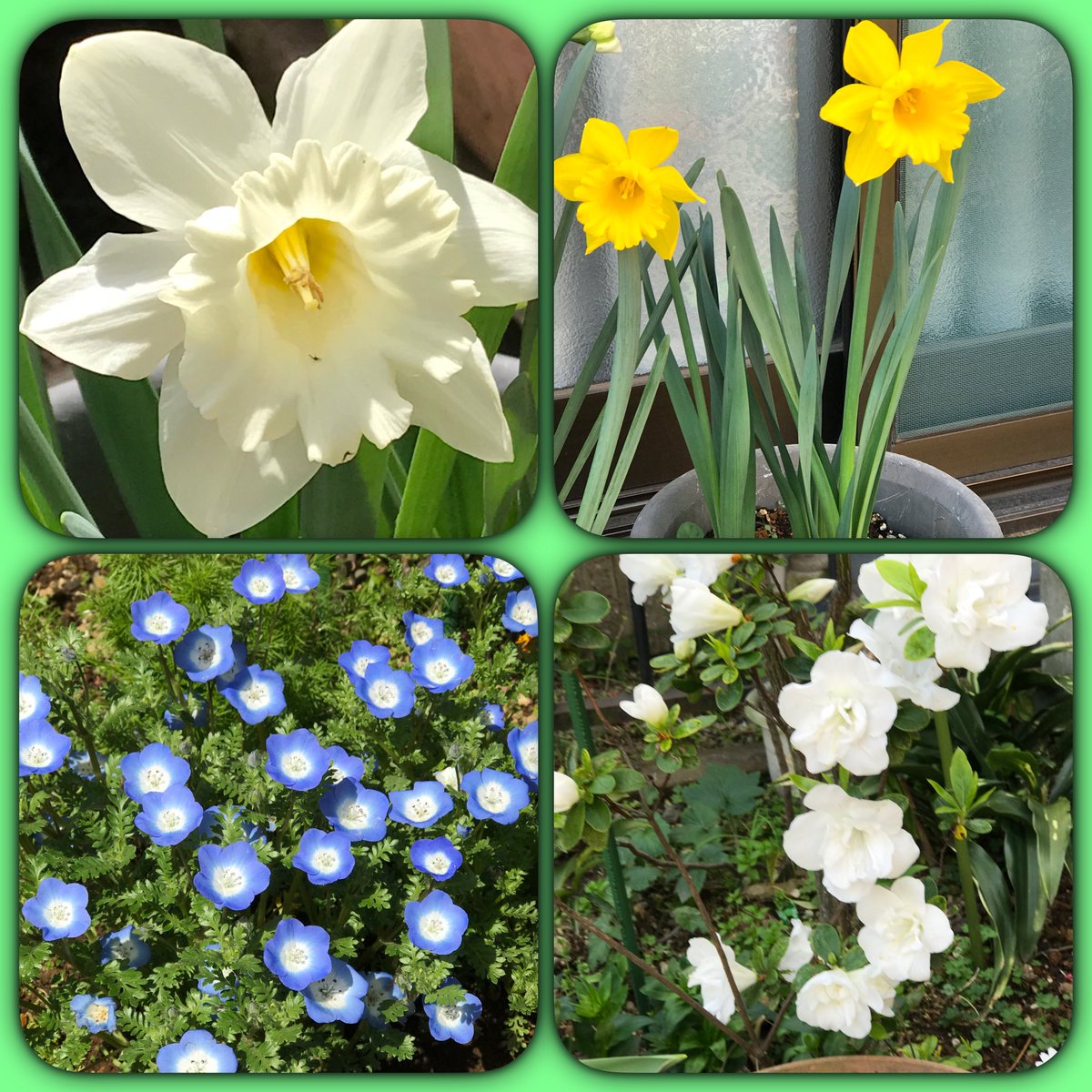 思い出しちゃった。母の庭🤗