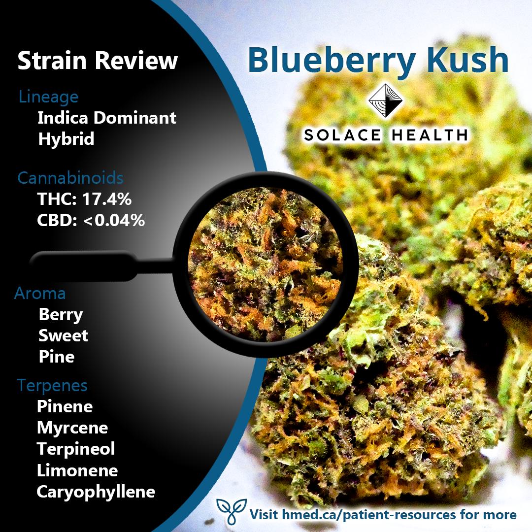 Harvest Medicine on Twitter "Blueberry Kush by SolaceCannabis 🔵 Sweet