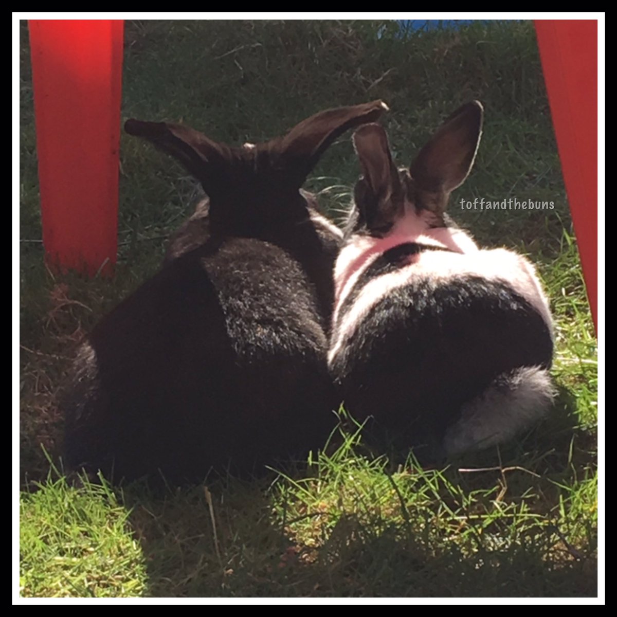 toffandthebuns's tweet photo. Vienna and Stanlee enjoying the sunset earlier 💕🌅
#bunniesknowwhatsbest #rescuebunny #adoptdontshop #livesnotgifts #notforeaster #foreverbunny #bunniesofinstagram https://t.co/od39piWcoE