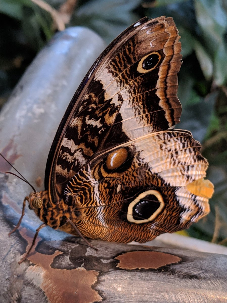 kristina_waner's tweet photo. Out enjoying Cleveland  Botanical Gardens compliments of Cleveland Regional Council of Science Teachers (CRCST). I've got some great pictures to use in class tomorrow! Always great to be part of professional organizations. #CRCSTRocks  #TeamWaner #mychoicemayfield https://t.co/vVybNjuHGS