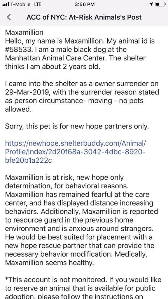 KeithOlbermann's tweet photo. MAX IS ON THE KILL LIST TOMORROW. HE NEEDS YOUR RTs. Another victim of a “no dogs” landlord. But you can help him by sharing his story, pledging  $ to attract a Rescue via @chortletown, helping find him a NYC-area adopter/foster so PLEASE RT https://t.co/FahCRtXBOJ https://t.co/yq6xQrGBVs