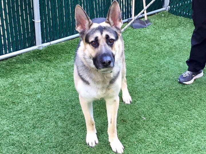 KeithOlbermann's tweet photo. MAX IS ON THE KILL LIST TOMORROW. HE NEEDS YOUR RTs. Another victim of a “no dogs” landlord. But you can help him by sharing his story, pledging  $ to attract a Rescue via @chortletown, helping find him a NYC-area adopter/foster so PLEASE RT https://t.co/FahCRtXBOJ https://t.co/yq6xQrGBVs
