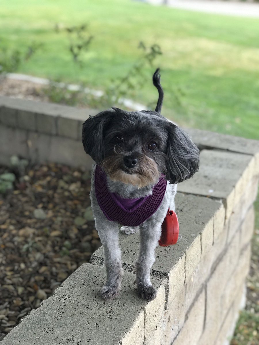 DISFIT4JnG's tweet photo. That look of...can we get moving. #run #running #runningpuppy #zoey #CutePuppy #babyshark #RunDisney #weRunDisney #IRunDisney #WeDisney #RunningLifeNLaughs https://t.co/7YAiVlK9ly