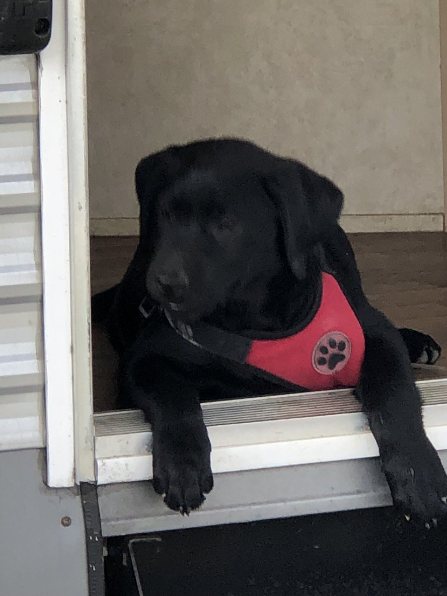 tracijohn03's tweet photo. @elenadavies My mom’s new puppy.  She fell asleep in the doorway to her camper. ❤️❤️ https://t.co/GJJqBzDhDL