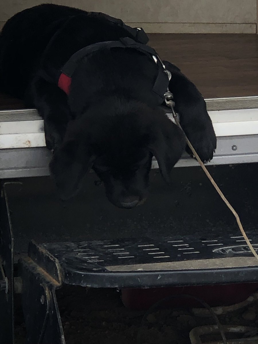 tracijohn03's tweet photo. @elenadavies My mom’s new puppy.  She fell asleep in the doorway to her camper. ❤️❤️ https://t.co/GJJqBzDhDL