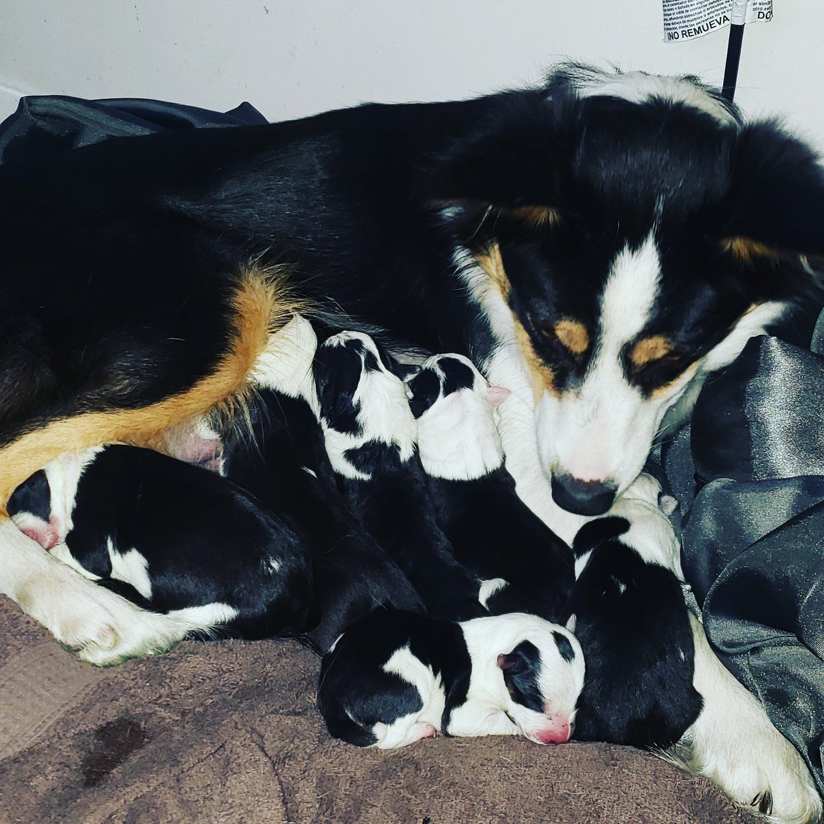 Miggins22's tweet photo. March 29th. 6 new addition joined the world. 4 males 2 females https://t.co/cTna3KErU7
