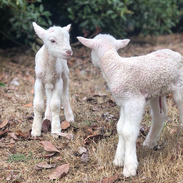 carliesullivan's tweet photo. Welcome to the world little ones x https://t.co/q91oEKY8Sz https://t.co/m4Aqd2TU7Q