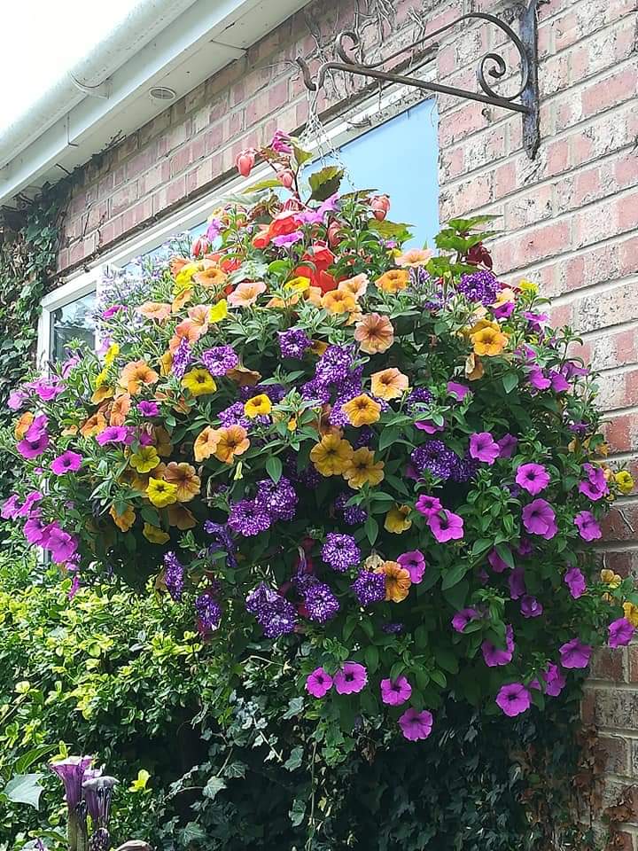 KentStNurseries's tweet photo. Now is the time to start thinking about hanging baskets. Bring us your own to refill or choose from a range of new ones. @1066Tweets @BattleObs @battlesussex @HastingsObs @PortersWineBar @TheGeorge_Inn @WebbesRockaNore @SedlescombeGolf @FILOBrewingCo https://t.co/MzeUGa01Lf