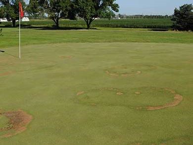 Why use DMI fungicides for fairy ring?  Check out the benefits in this #GST Talking Turf:   bit.ly/TT_04012019