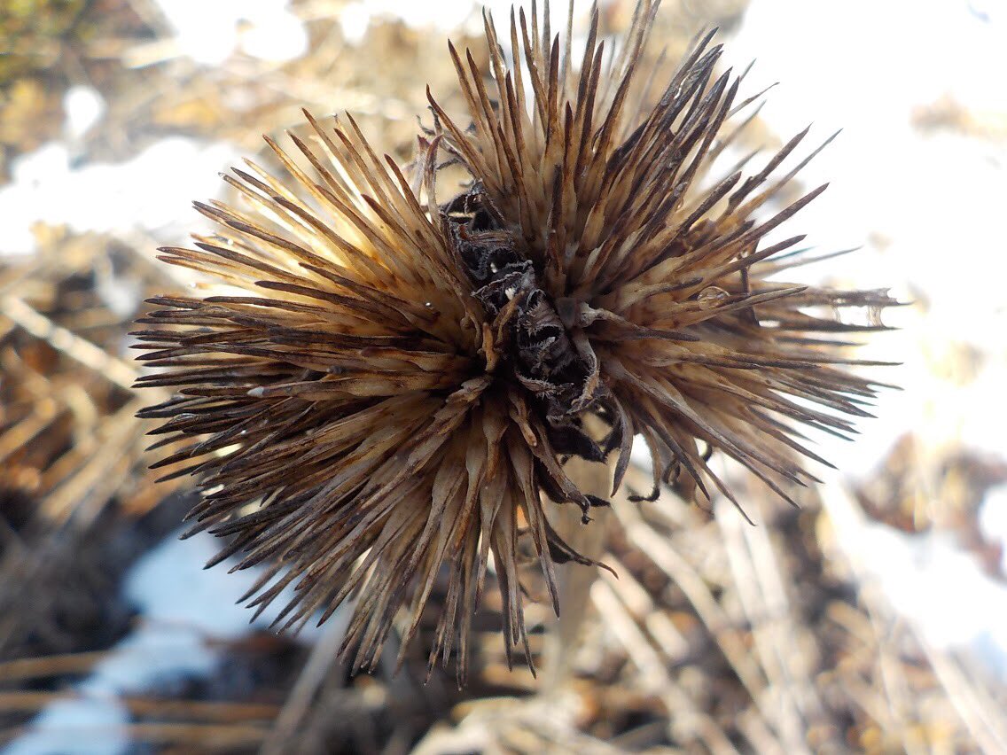 SwanLakeOE's tweet photo. The grade 4’s from @GermanMillsPS took beautiful photos on this muddy spring day. Loved how engaged they were in exploring the land and finding the beautiful in the everyday. #yrdsboutside @InspireOutside https://t.co/NYTBqxgupB